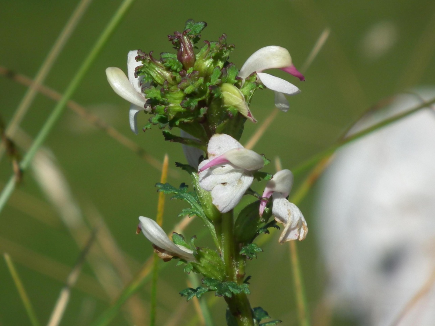 cfr. Pedicularis adscendens x Pedicularis rostratocapitata